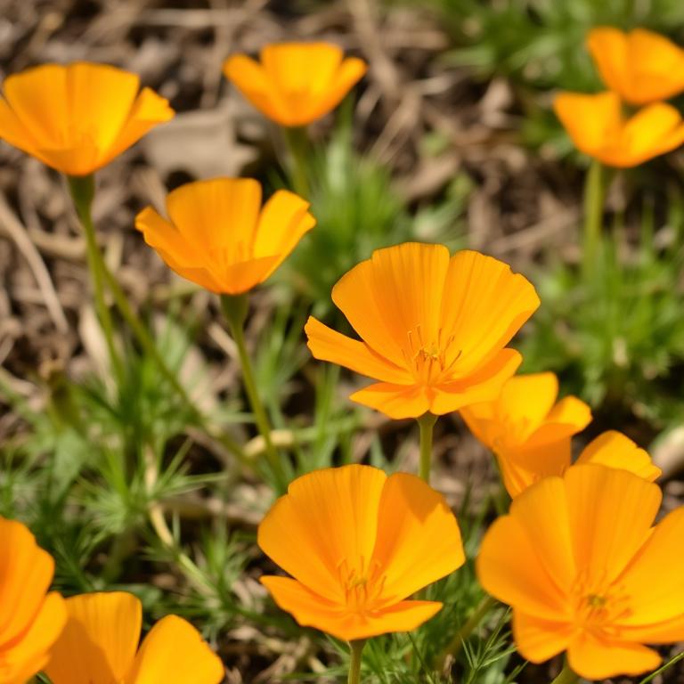 Pavot de Californie (eschscholtzia)